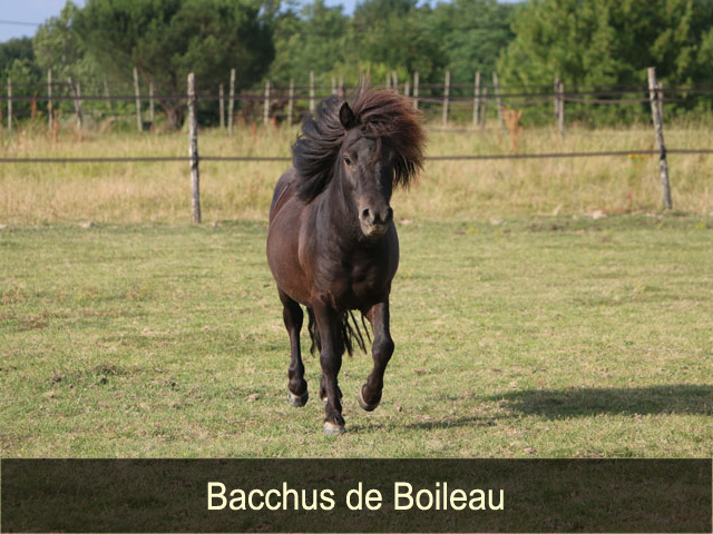Bacchus de Boileau