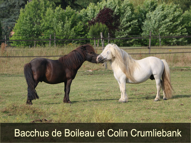 Bacchus de Boileau et Colin Crumliebank