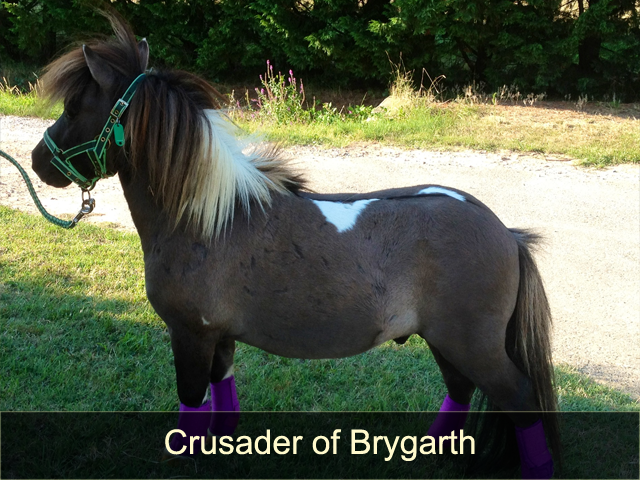 Crusader of Brygarth