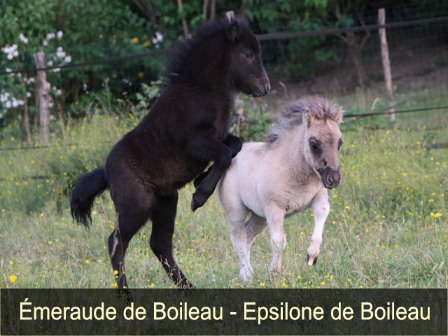 Emeraude de Boileau et Epsilone de Boileau