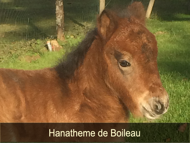 Hanatheme de Boileau