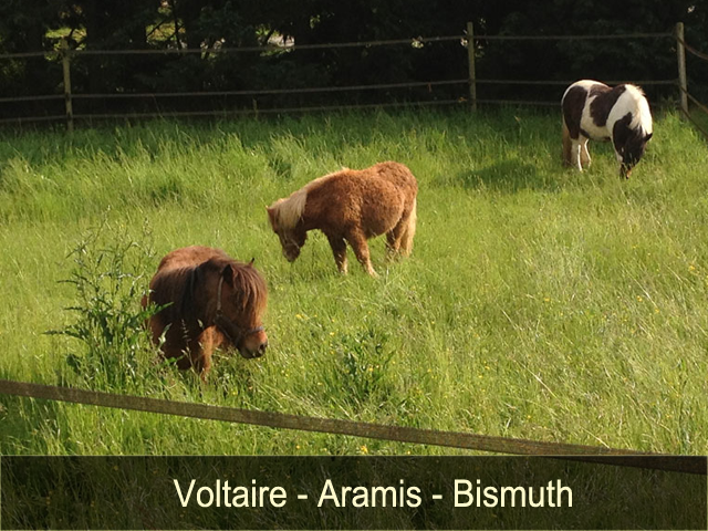 Voltaire, Aramis et Bismuth