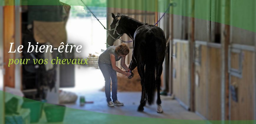 Bien-être des chevaux aux Écuries d'Ulysse